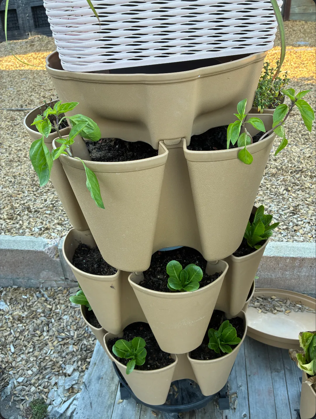 A tan GreenStalk planter with basil cuttings in the upper pockets and lettuce seedlings in the tiers below