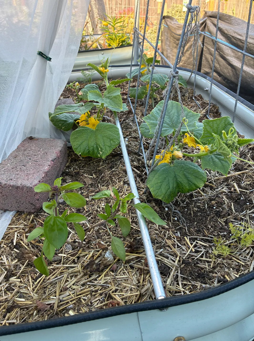Basil cuttings growing in a straw-mulched raised bed alongside flowering cucumber vines on a trellis