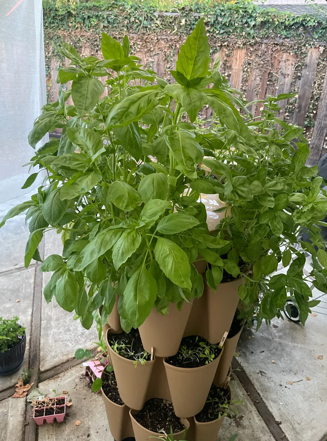 The top tier of a tan GreenStalk vertical planter overflowing with a dense mound of basil