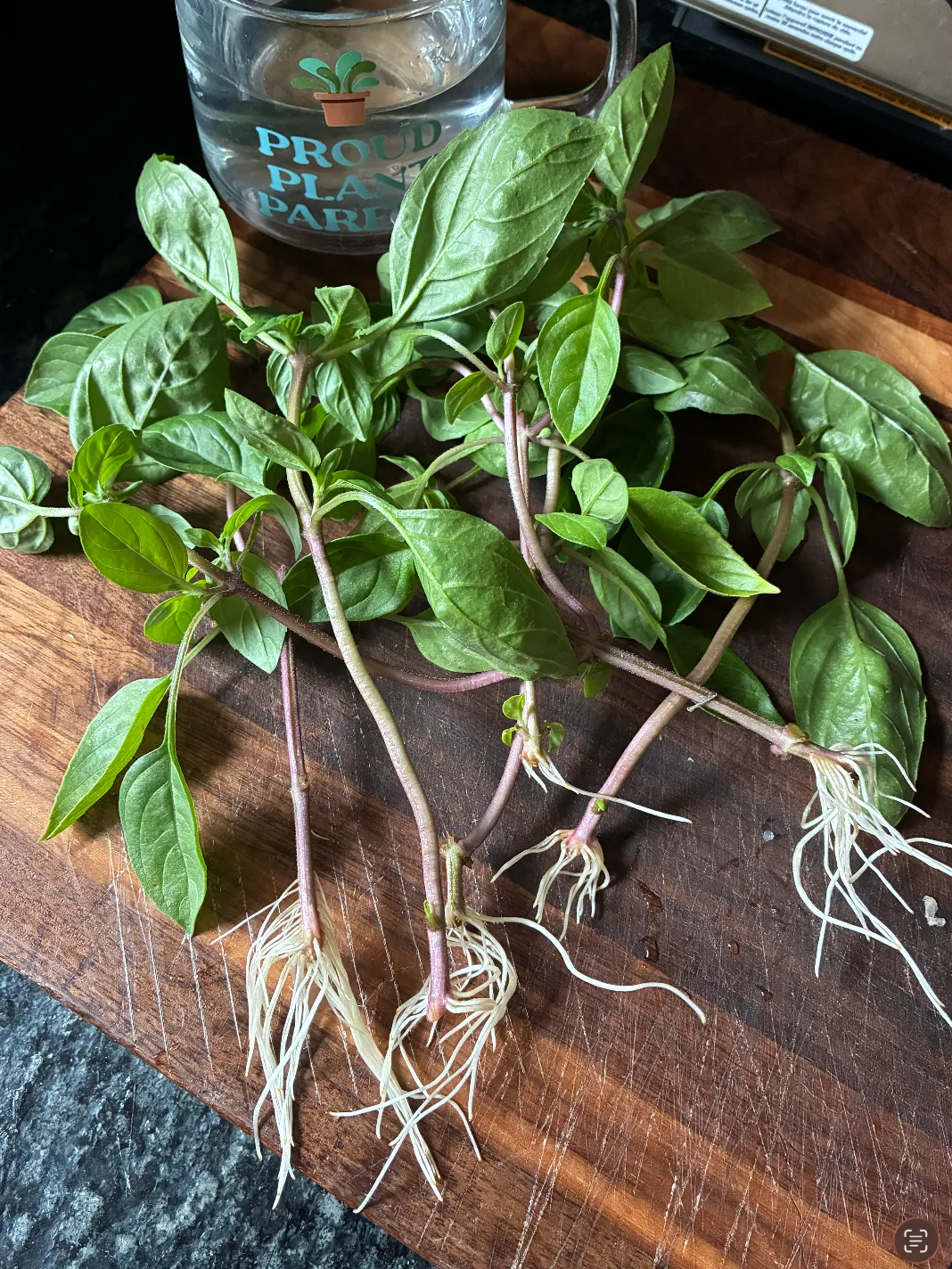 Basil cuttings with long white water roots laid out on a wooden cutting board beside a “Proud Plant Parent” glass mug